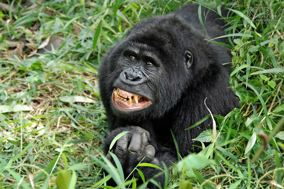 Bwindi - Gorilla - Karibu Grijnzende berggorilla in het dichtbegroeide woud in Bwindi NP in Oeganda. In centraal Afrika leven er nog slechts 700 berggorilla's, een bedreigde diersoort die in gevangenschap niet kan overleven. Stefan Cruysberghs